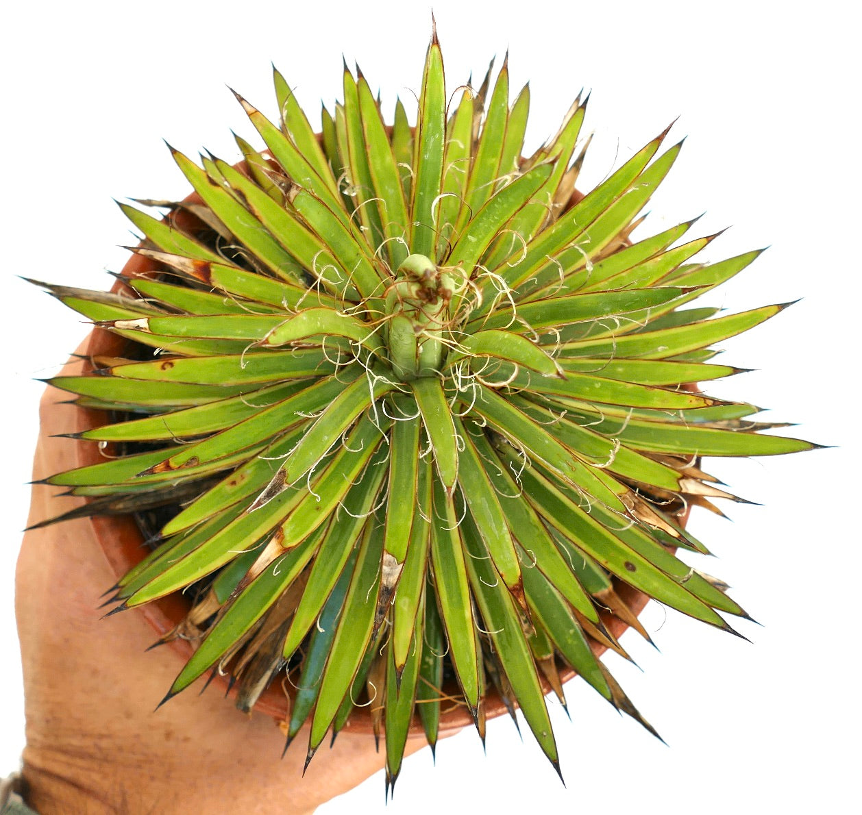 Agave filifera succulent with slender green leaves and curly white filaments in terracotta pot