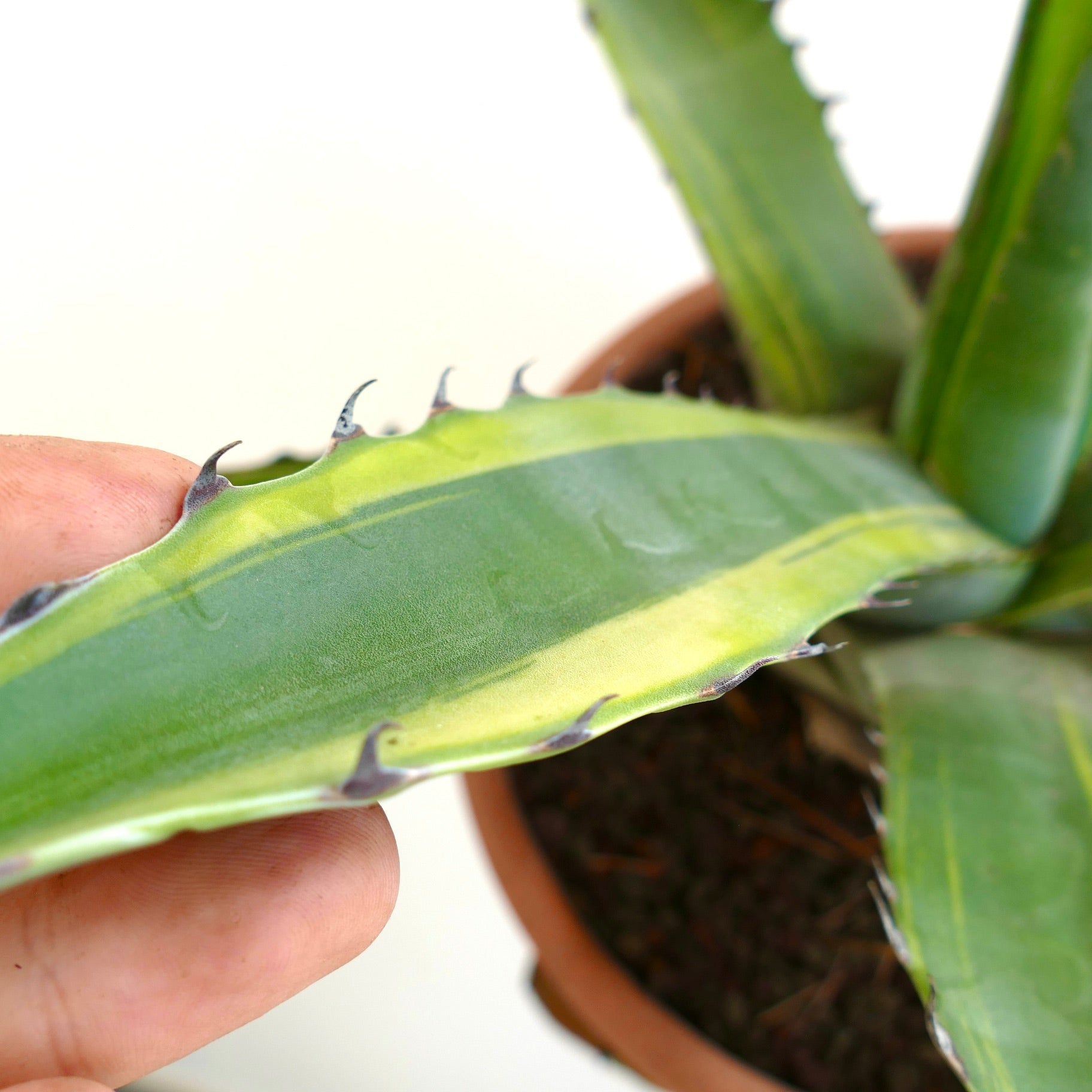 Agave franzosinii succulent plant with thick green variegated leaves and sharp spines