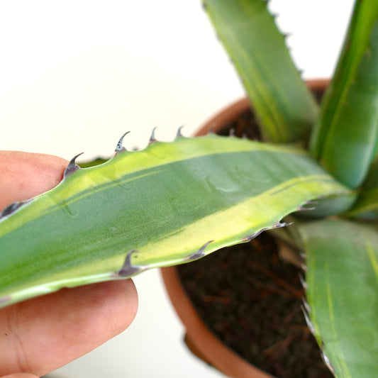 Agave franzosinii succulent plant with thick green variegated leaves and sharp spines