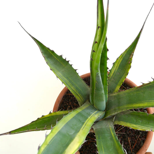 Agave franzosinii succulent plant with long green leaves and yellow variegation in pot