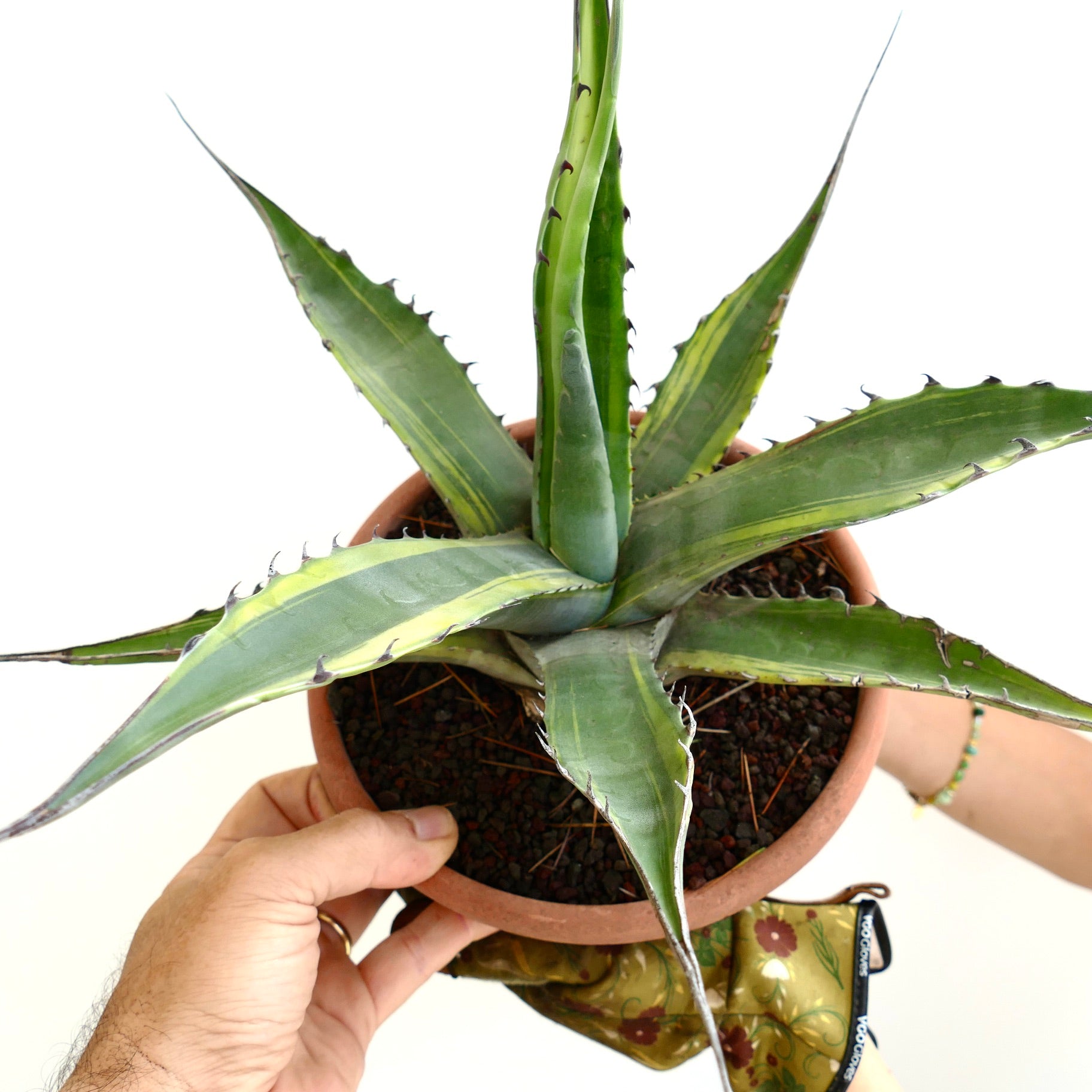 Agave franzosinii succulent with thick green leaves and prominent spines in terracotta pot