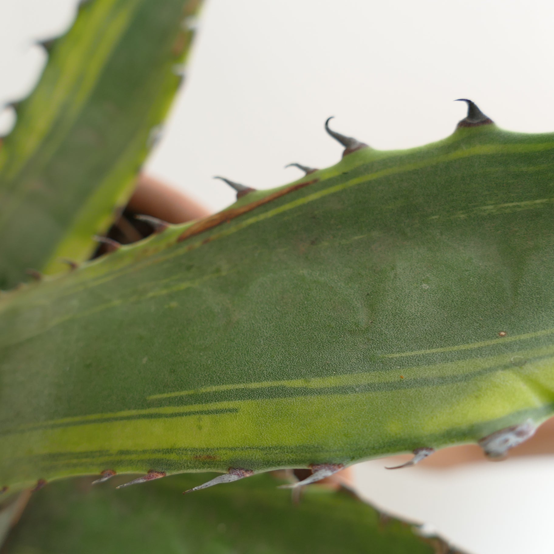 Agave franzosinii succulent plant with thick green leaves and sharp spines along edges