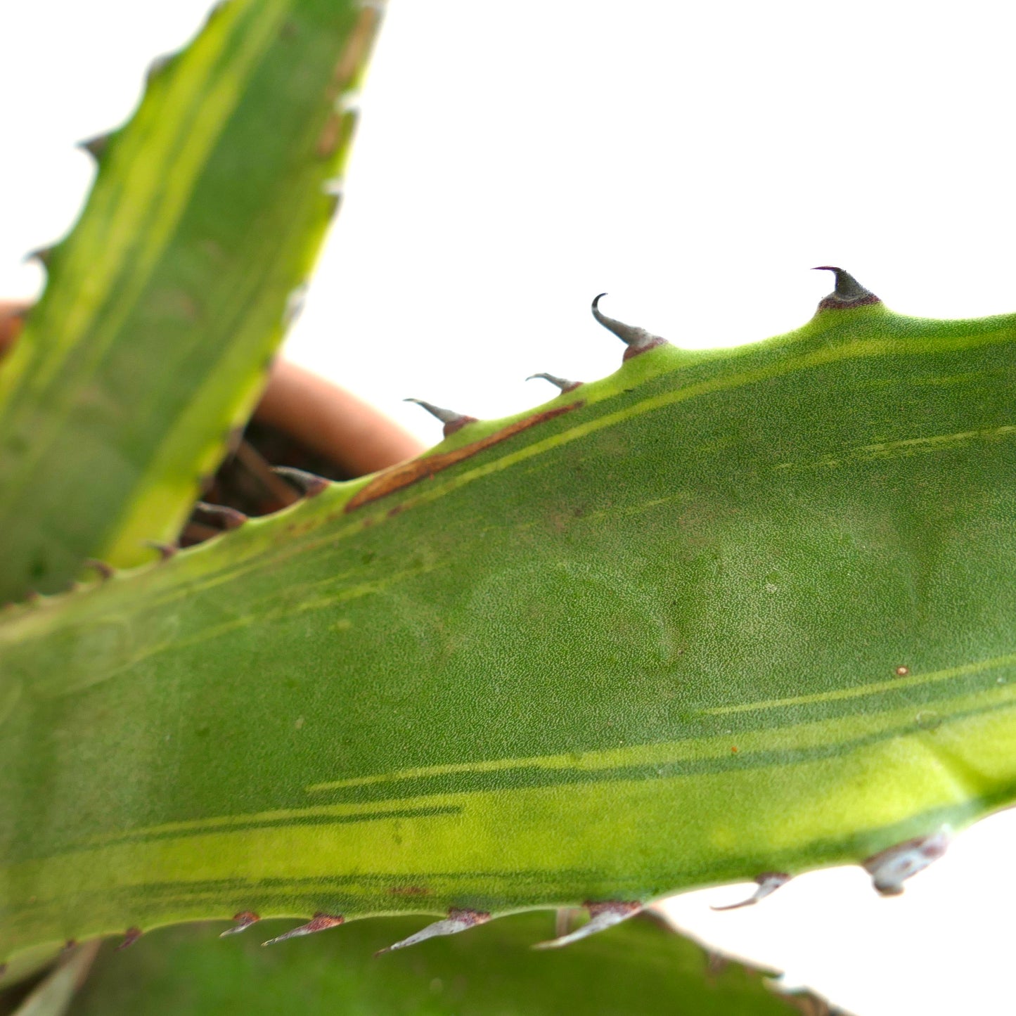 Agave franzosinii succulent leaves with sharp spines and subtle variegated stripes