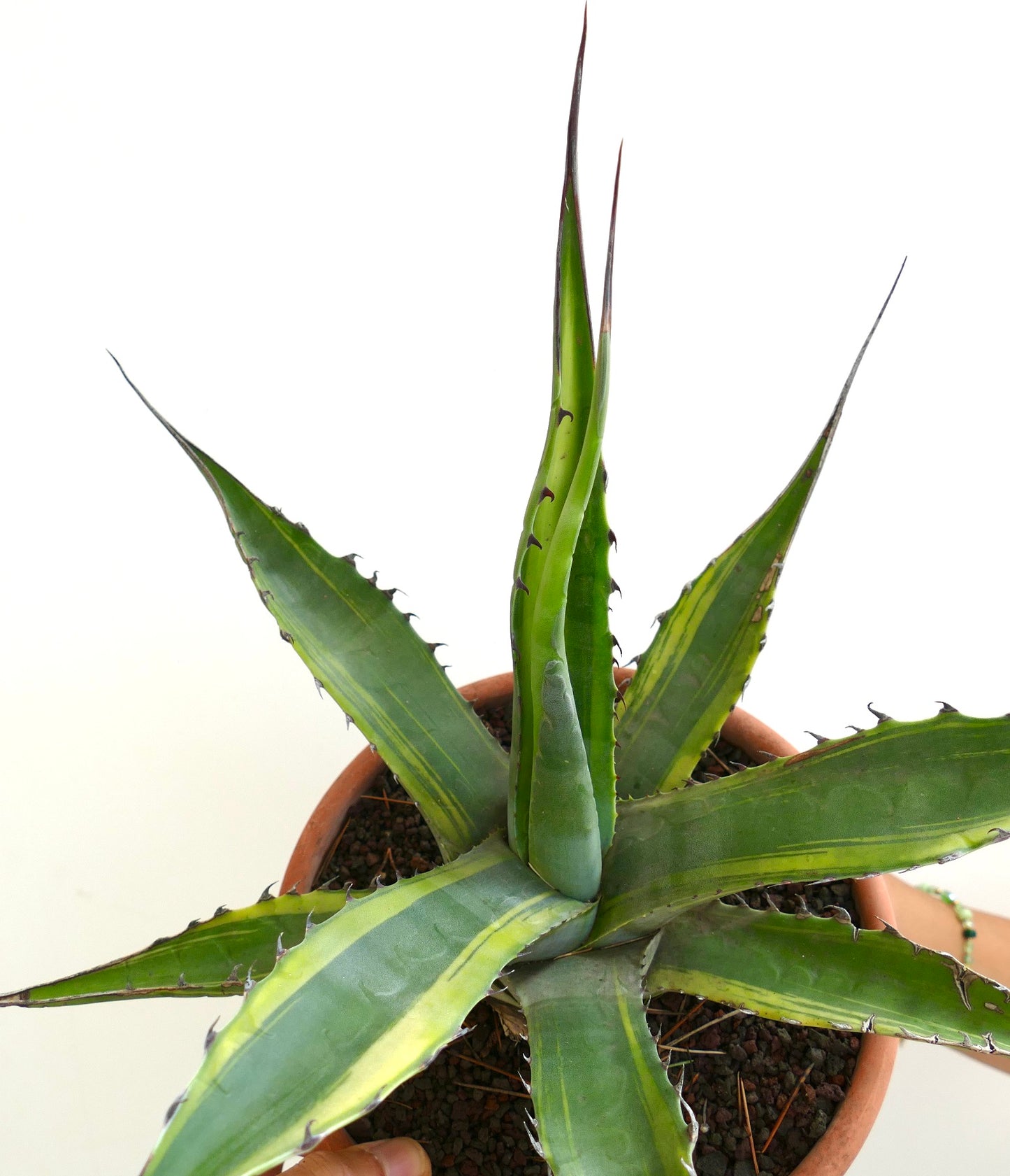 Agave franzosinii succulent with long spiny leaves and subtle variegated stripes in terracotta pot