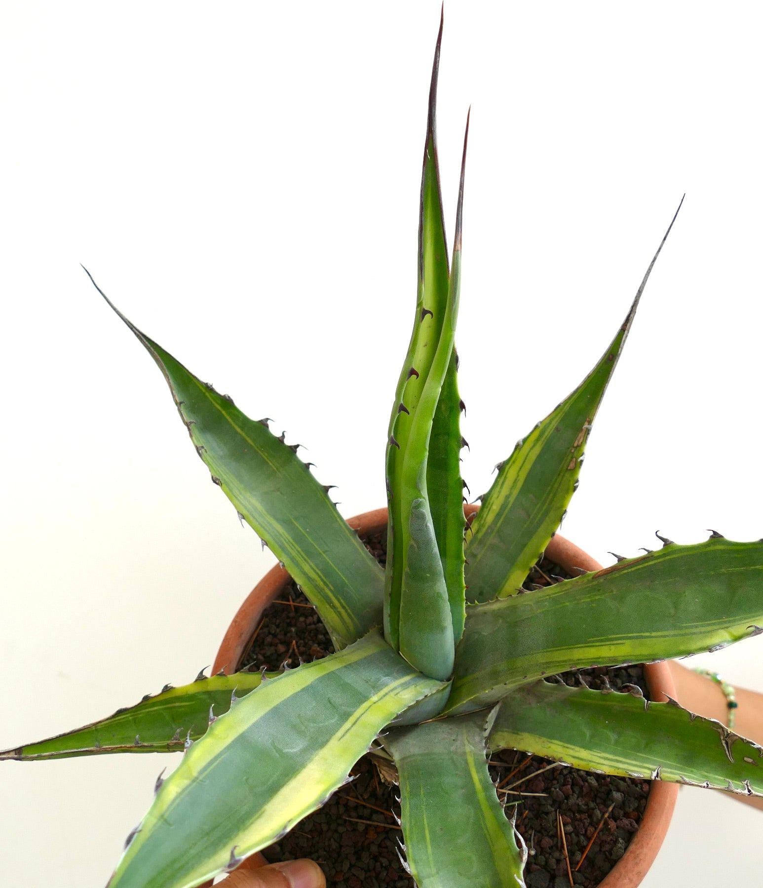 Agave franzosinii succulent with long spiny leaves and subtle variegated stripes in terracotta pot
