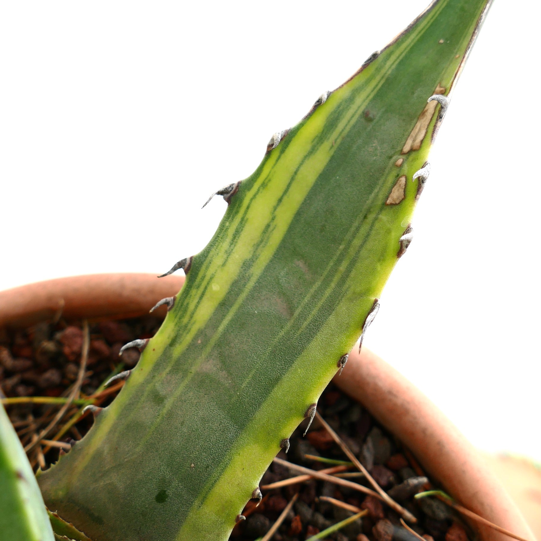 Agave franzosinii succulent with thick variegated leaves and sharp spines in terracotta pot
