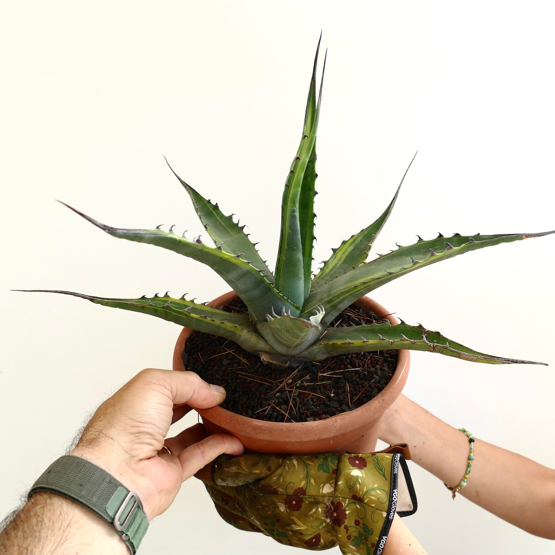 アガベ・フランツォシーニ | Botanical Archive | あなたの庭を彩る