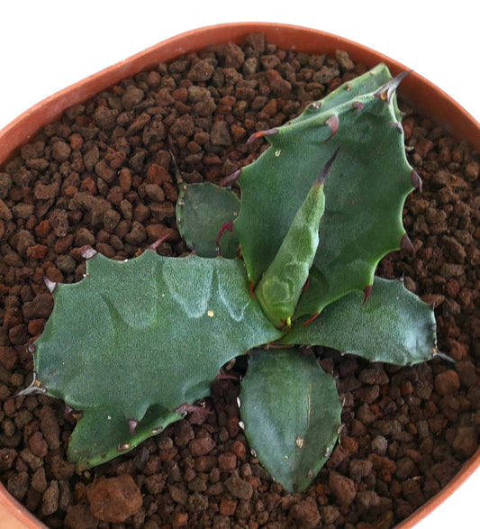 Agave gentryi x ferox