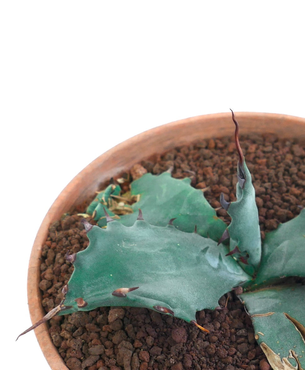 Agave ferox X Agave gentryi succulent with thick blue-green leaves and sharp spines in terracotta pot