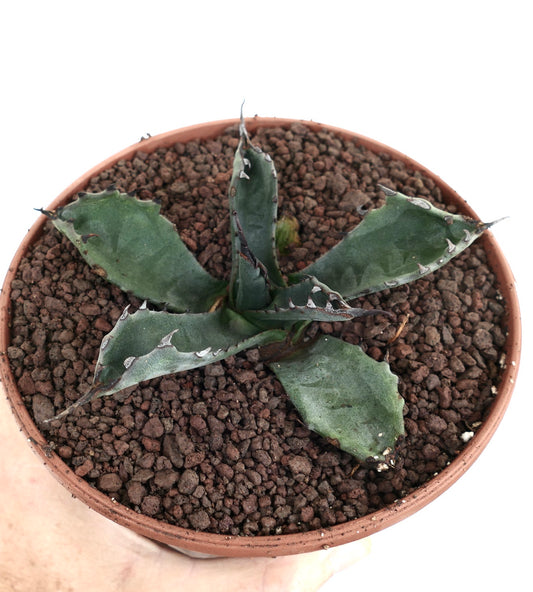 Agave gentryi x ferox KY99