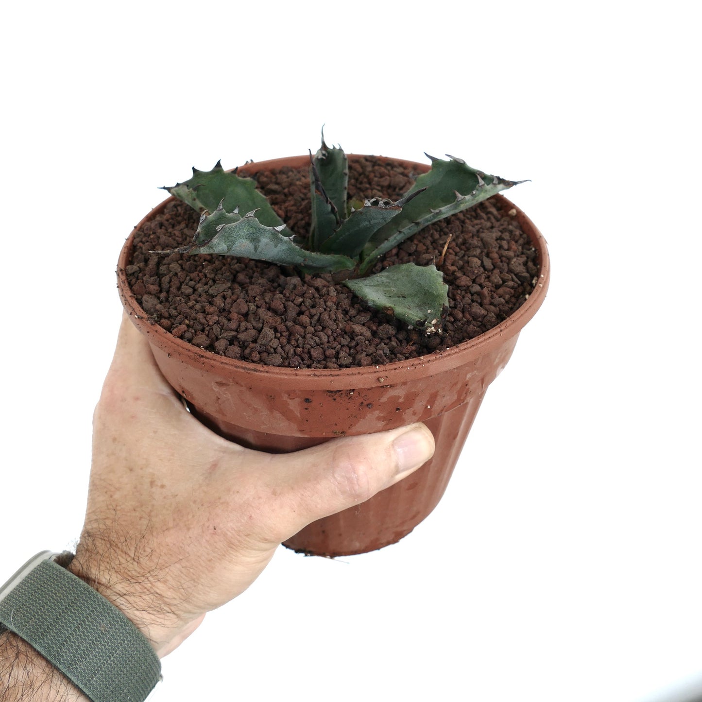 Agave gentryi x ferox KY99