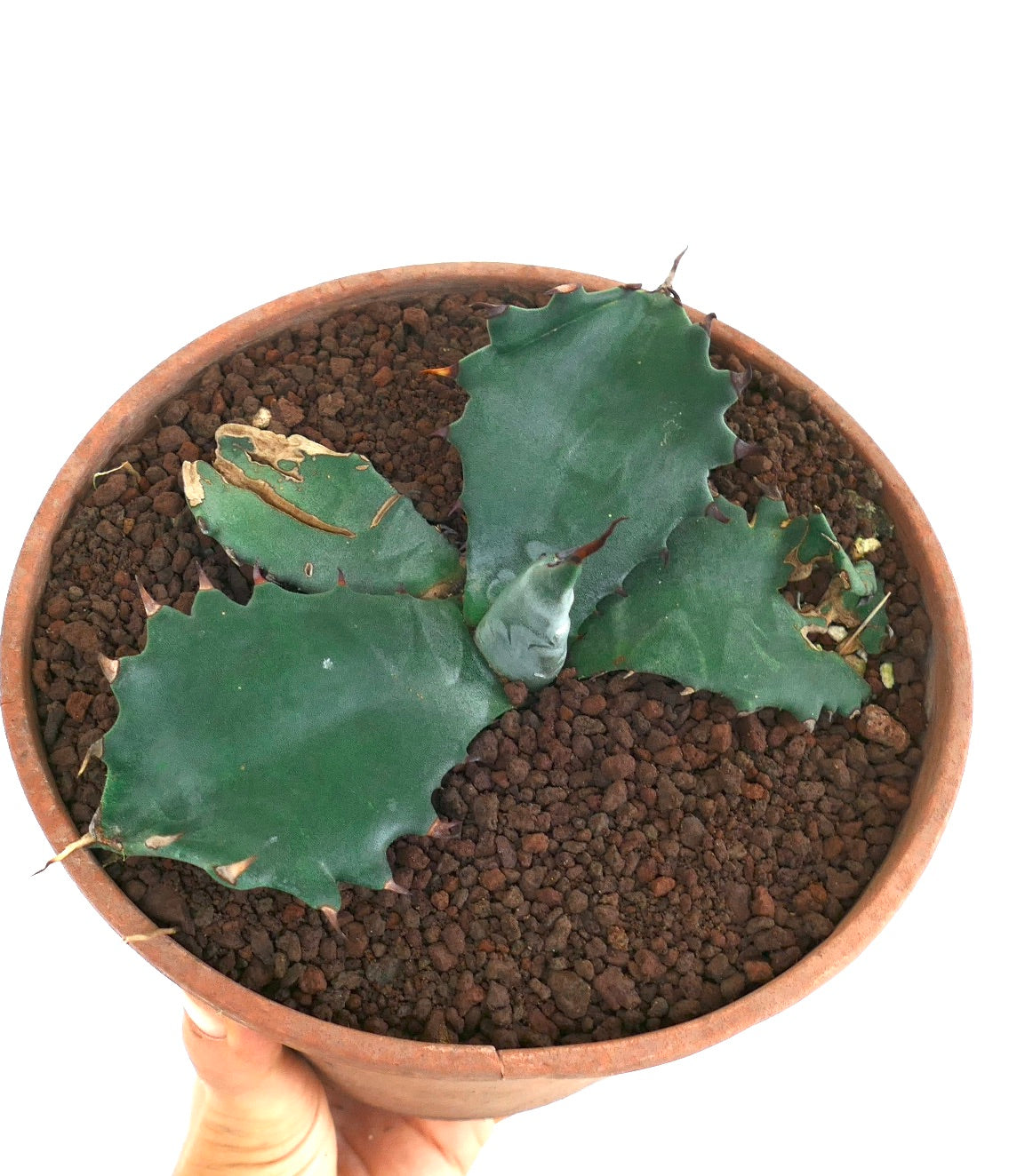 Agave ferox X Agave gentryi succulent with broad wavy green leaves and sharp spines in terracotta pot