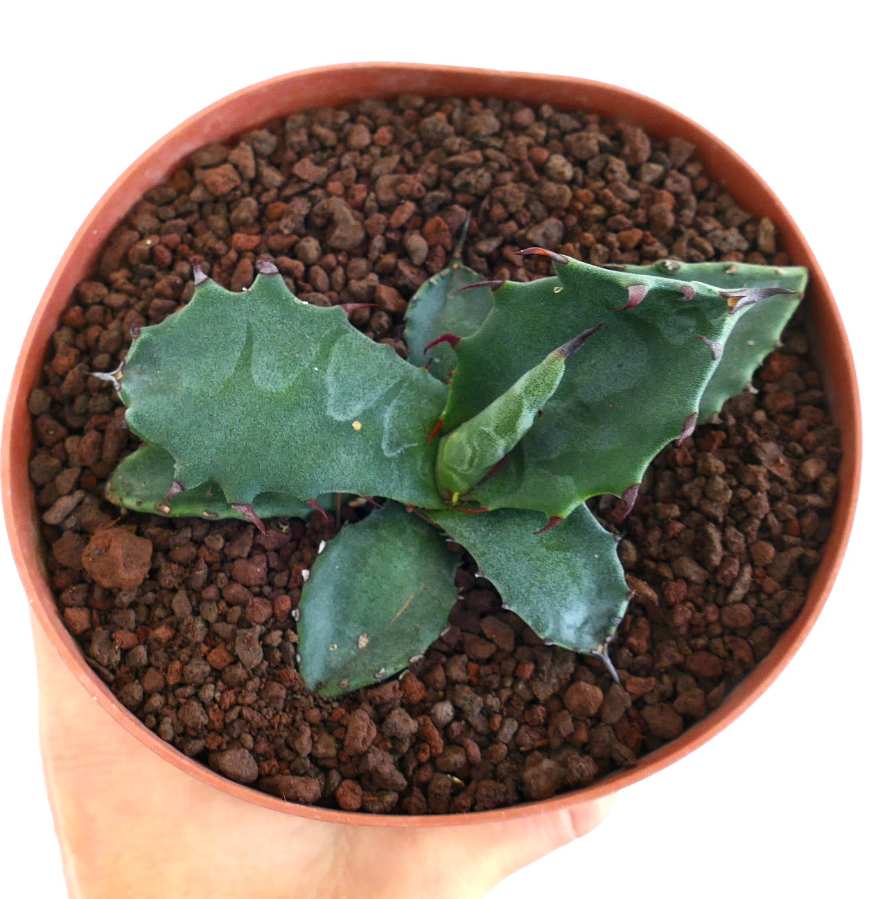 Agave gentryi x ferox