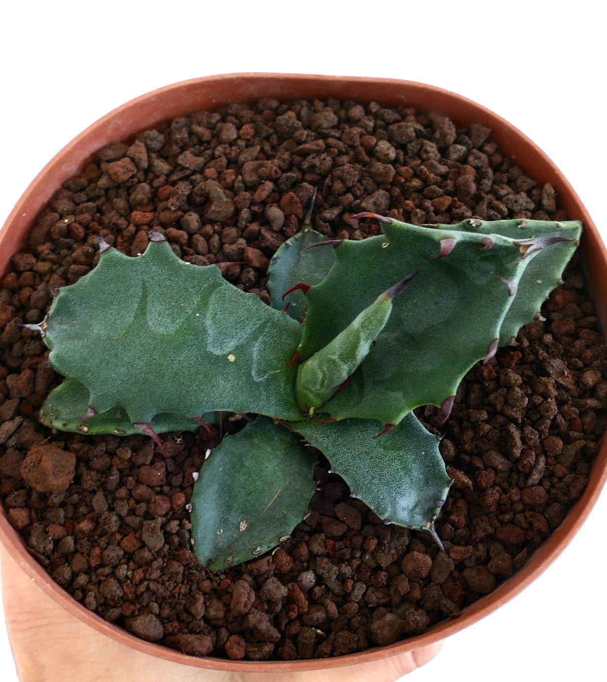 Agave gentryi x ferox