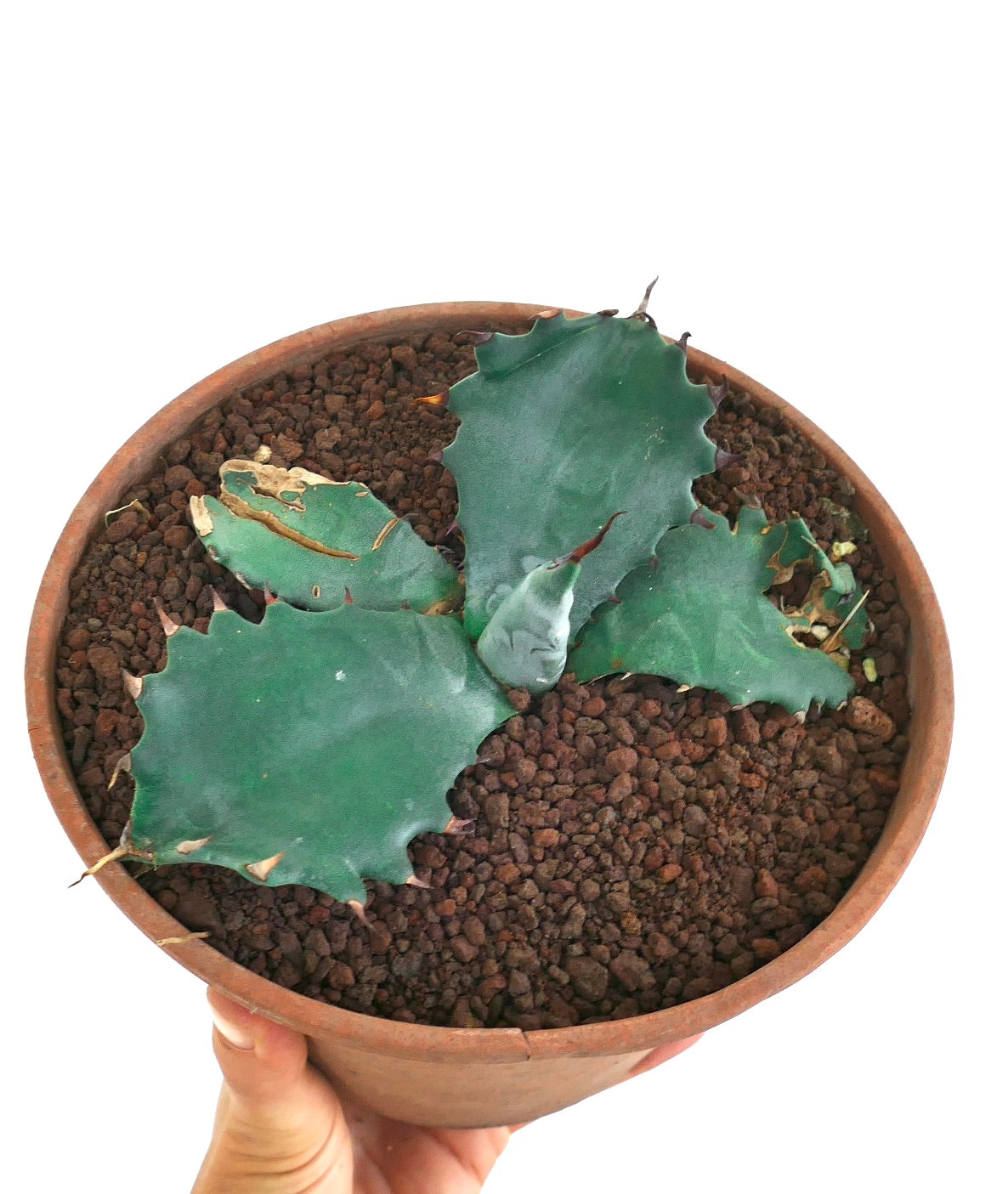 Agave ferox X Agave gentryi succulent with broad spiny leaves in terracotta pot