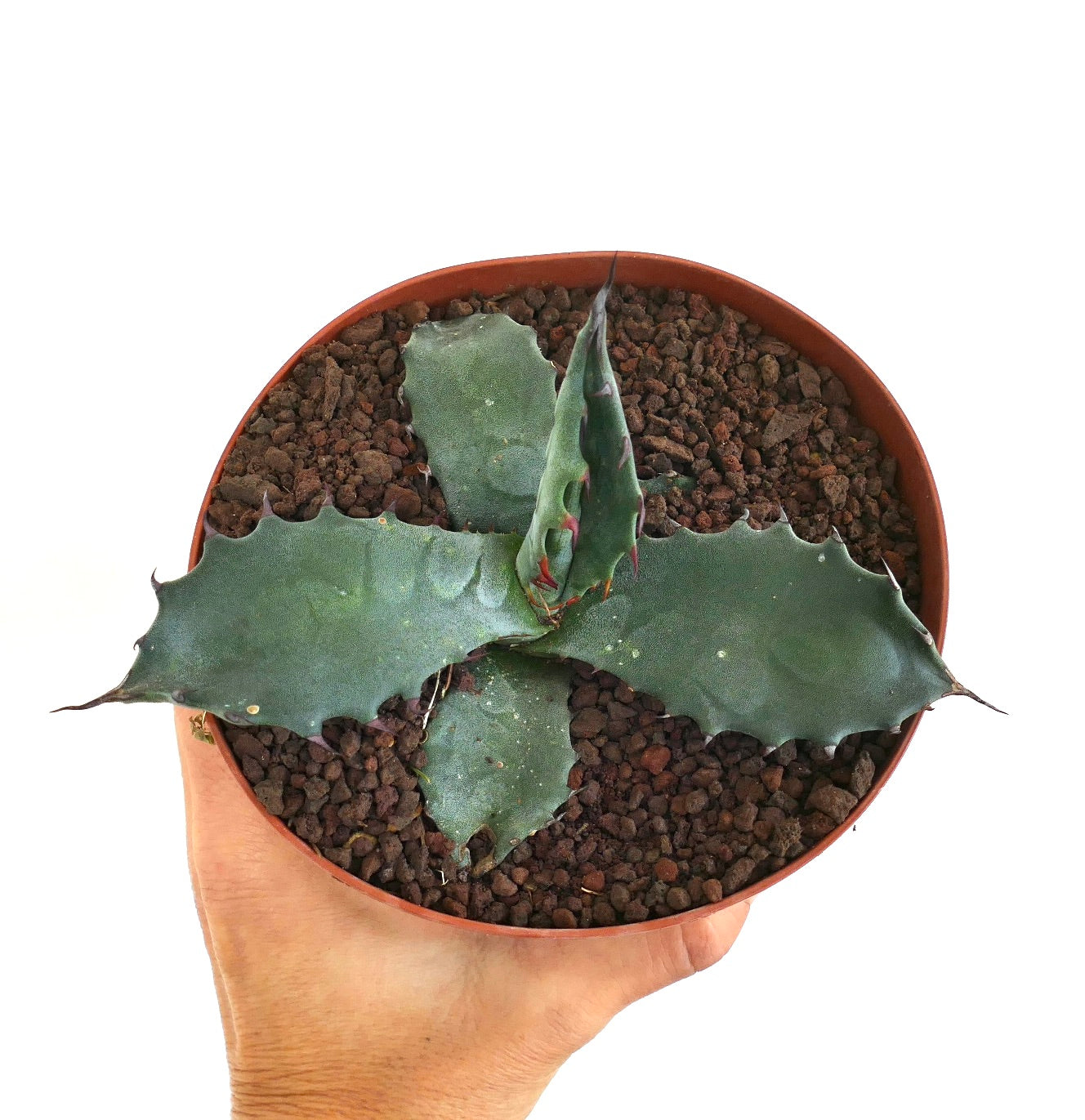 Agave gentryi x ferox