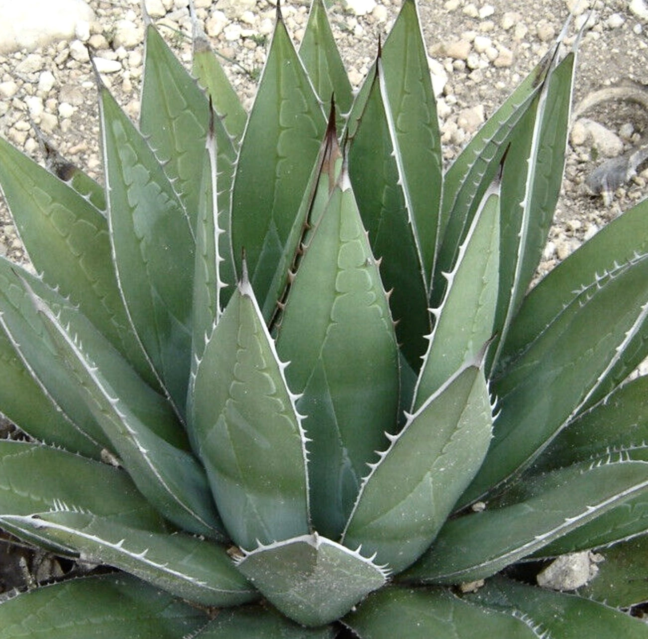 Agave ghiesbreghtii SEEDS