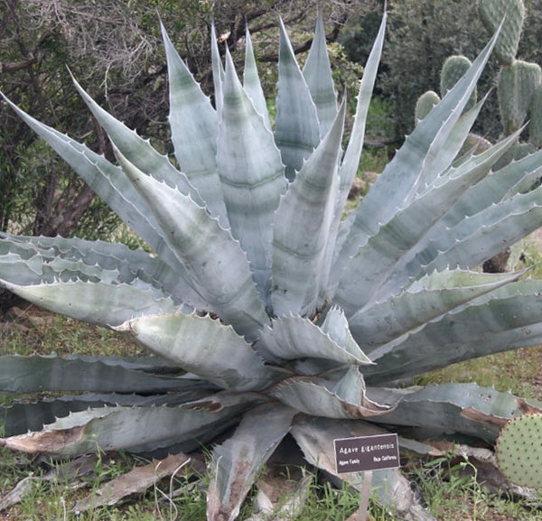 AgavegigantensisSEEDS_grande.