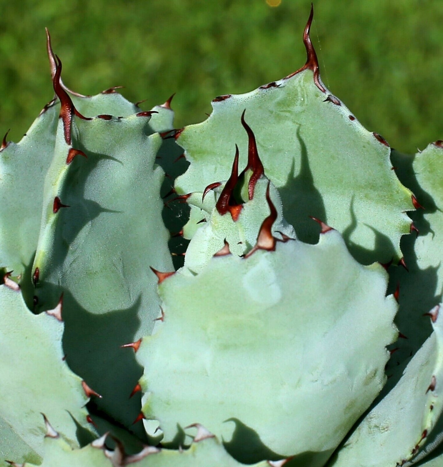 Agave guadalajarana 5-6cm