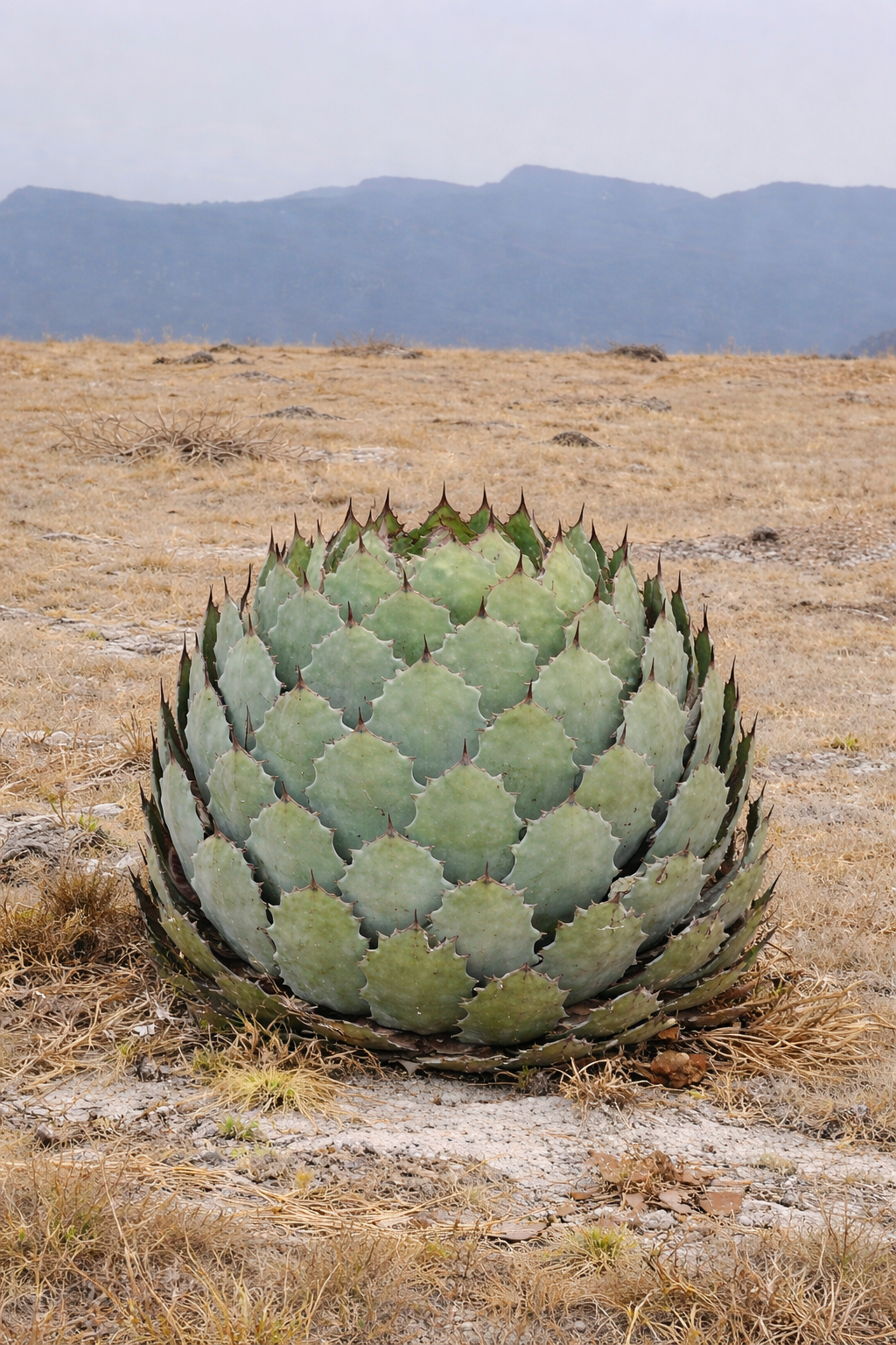 Roseta suculenta de Agave guadalajarana com folhas espessas azul-esverdeadas e espinhos castanhos afiados ao ar livre