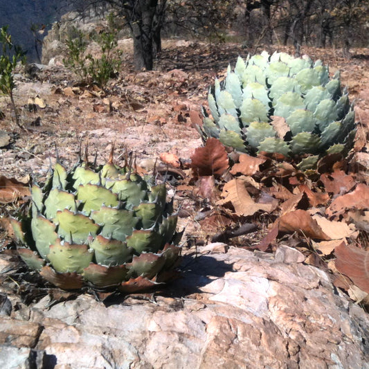 Agave guadalajarana SEEDS