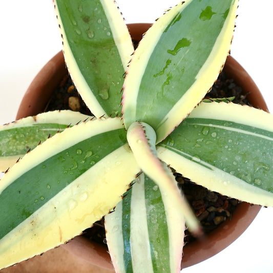 Agave guiengola cv CREME BRULEE variegated succulent with creamy yellow and green leaves and spiny edges