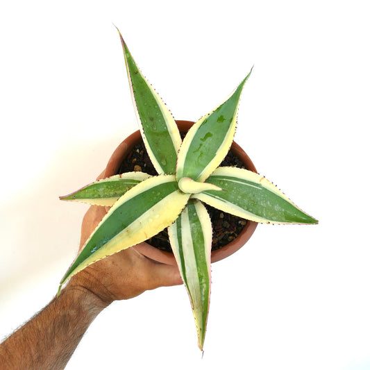 Agave guiengola cv CREME BRULEE variegated succulent with creamy white and green striped leaves