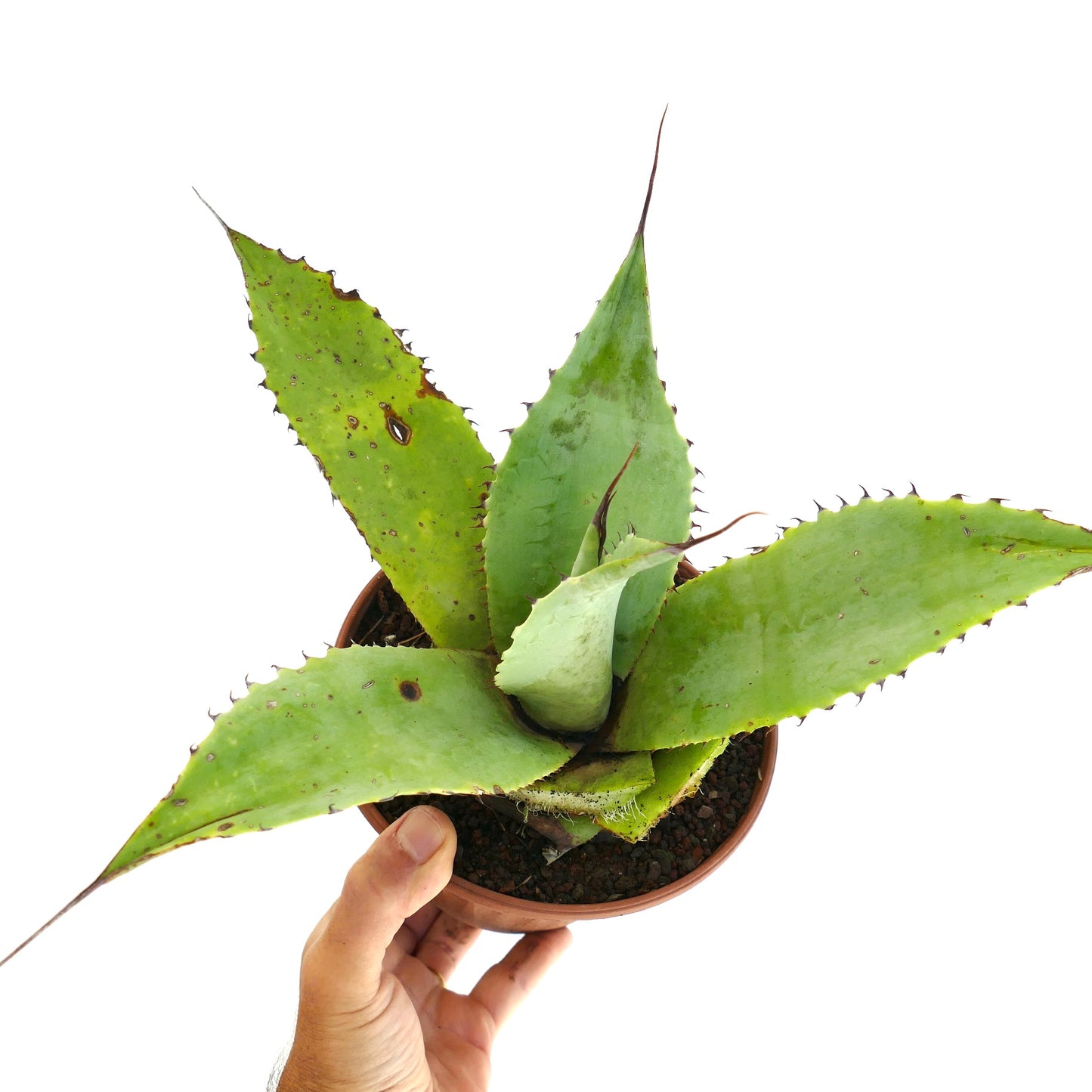 Agave guiengola x parrasana succulent with broad green leaves and sharp spines in pot