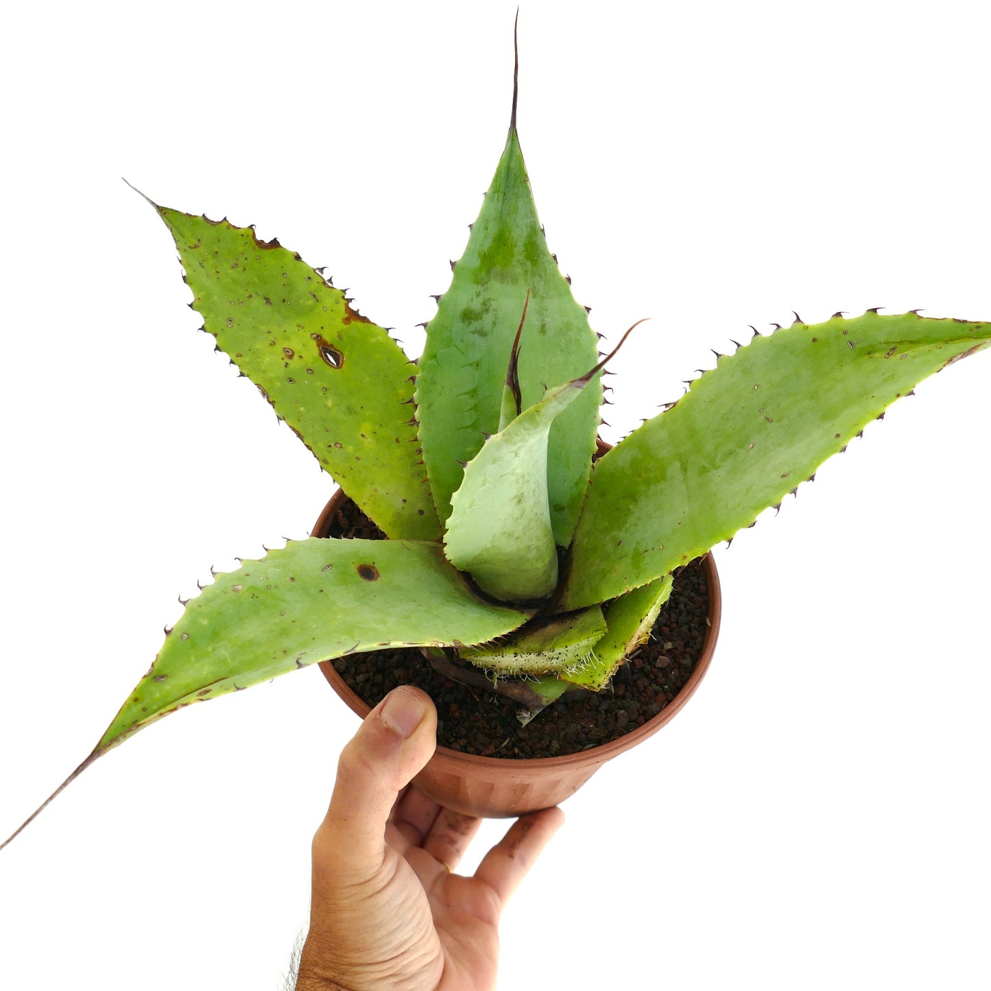 Agave guiengola x parrasana succulent with broad green leaves and sharp spines in pot held by hand