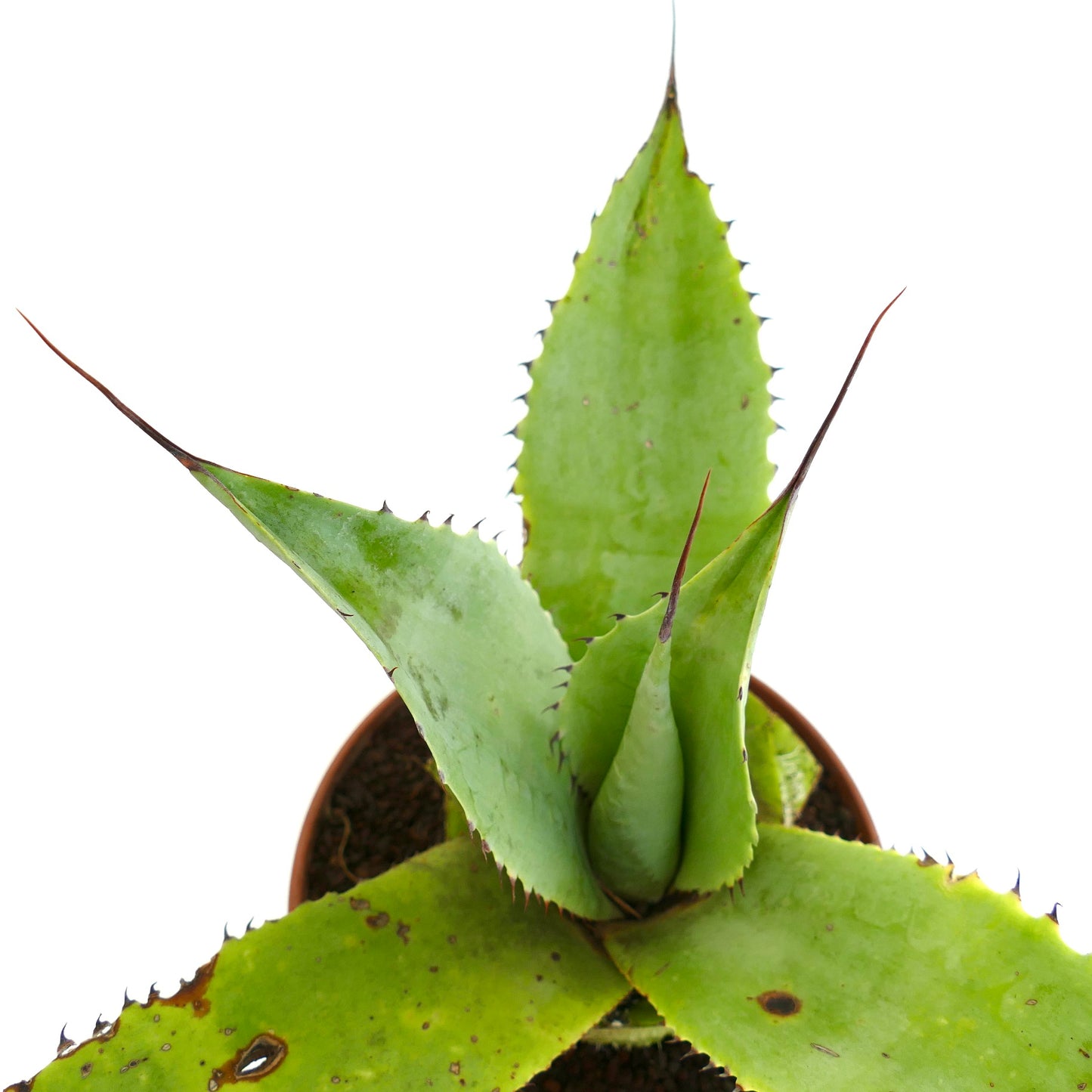 Agave guiengola x parrasana succulent with broad green leaves and sharp dark spines