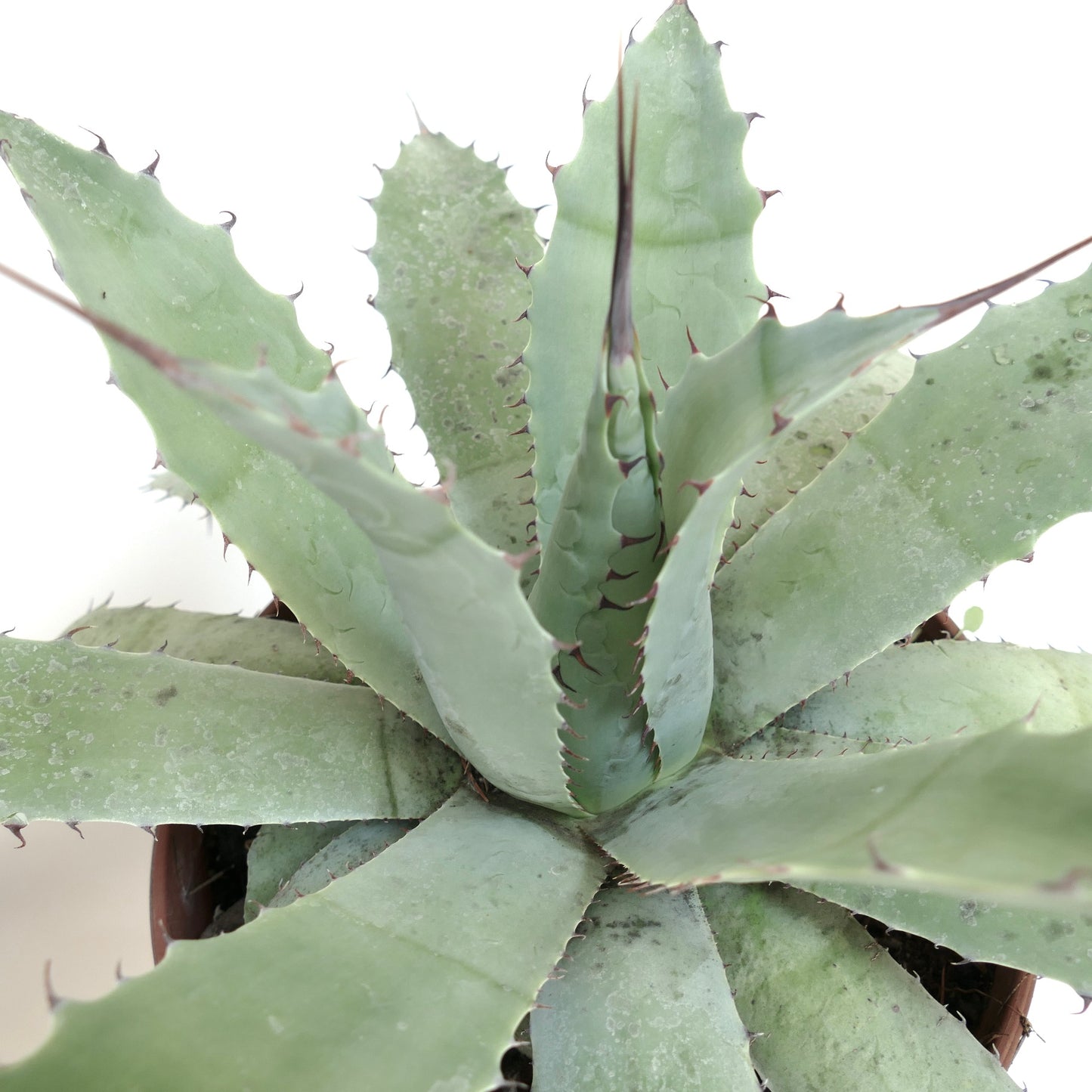 Agave havardiana X Agave eborispina