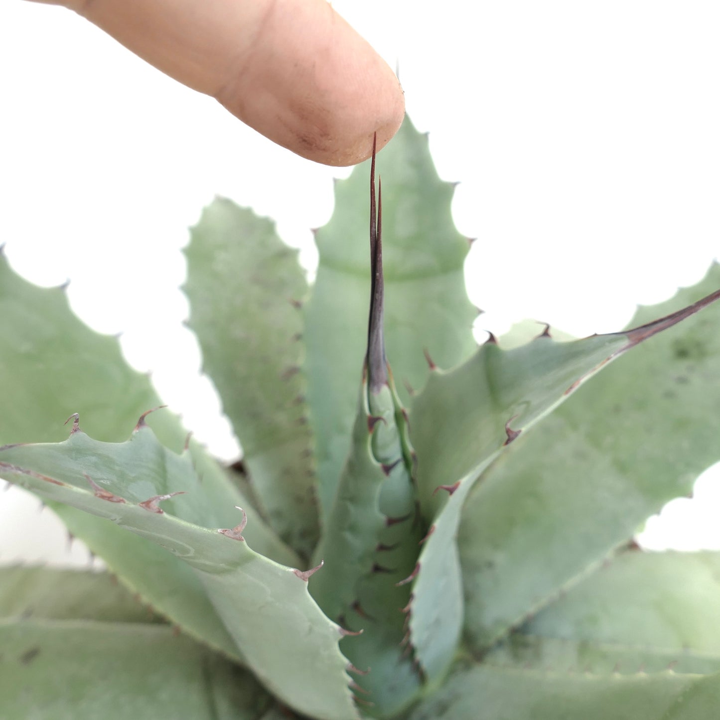 Agave havardiana X Agave eborispina