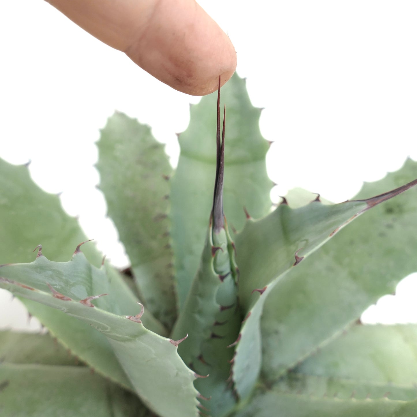 Agave havardiana X Agave eborispina