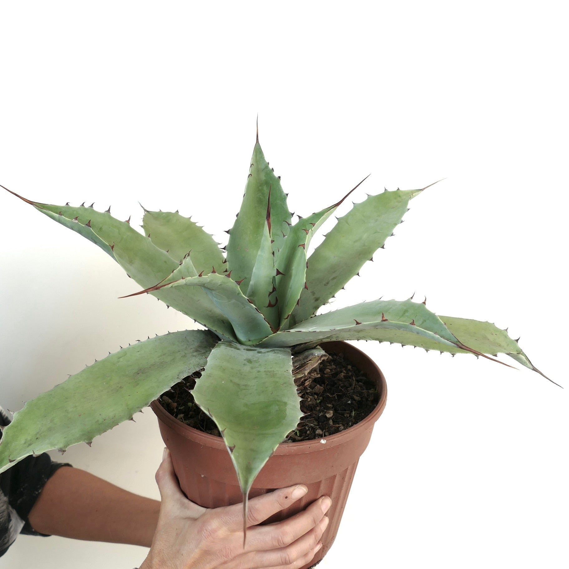 アガベ・ハバルディアナ X アガベ・エボリスピナ | 今すぐ購入