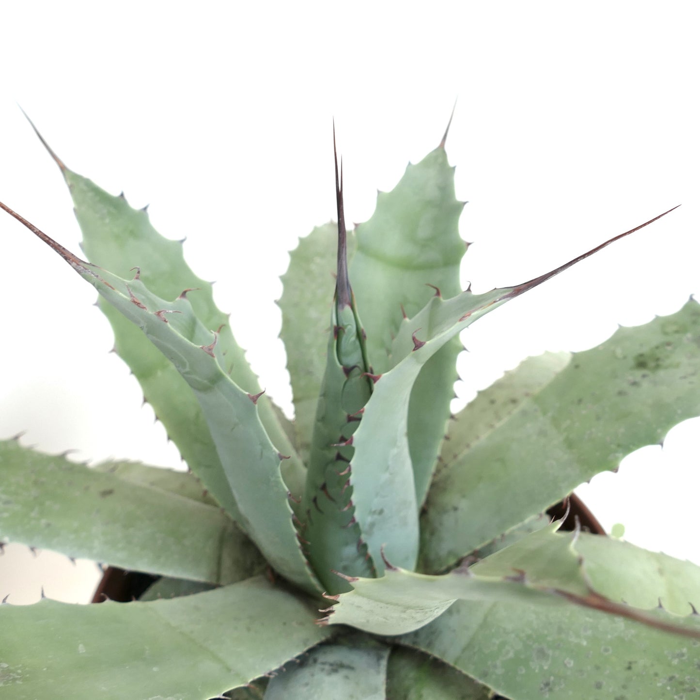 Agave havardiana X Agave eborispina