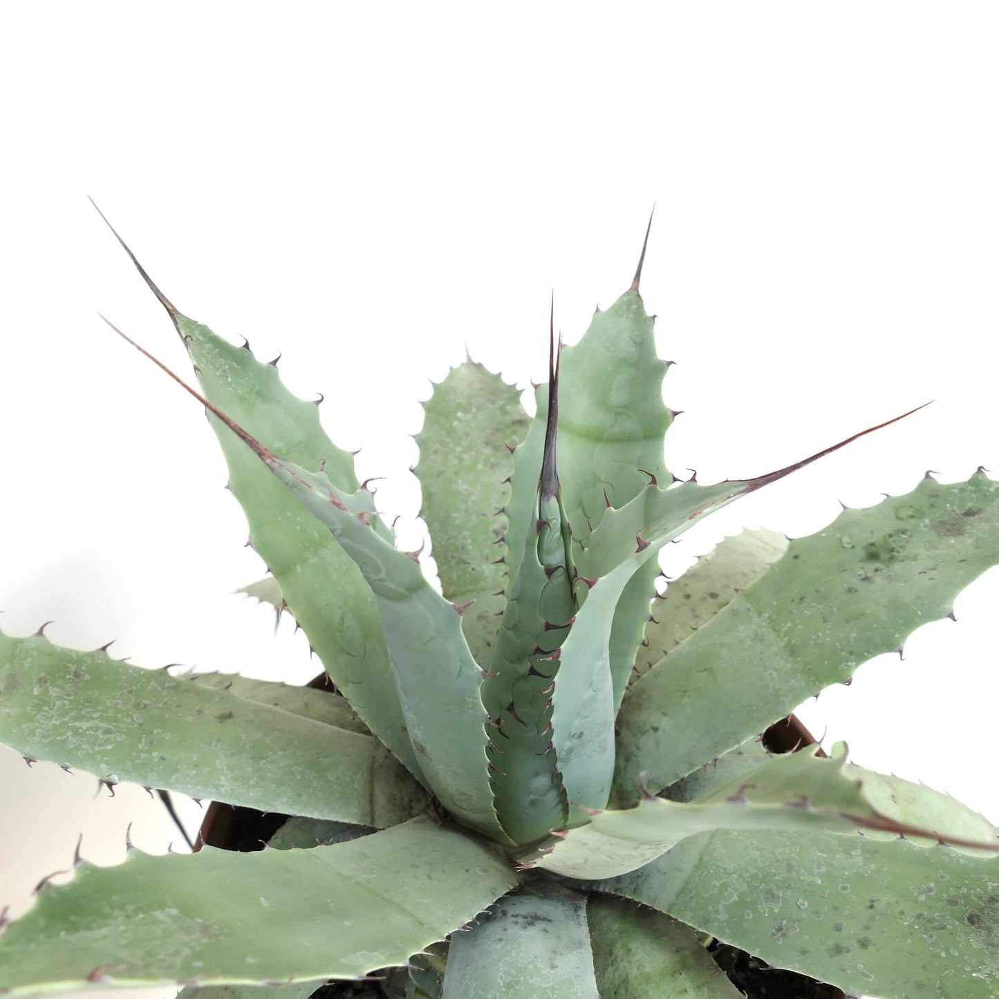 Agave havardiana X Agave eborispina