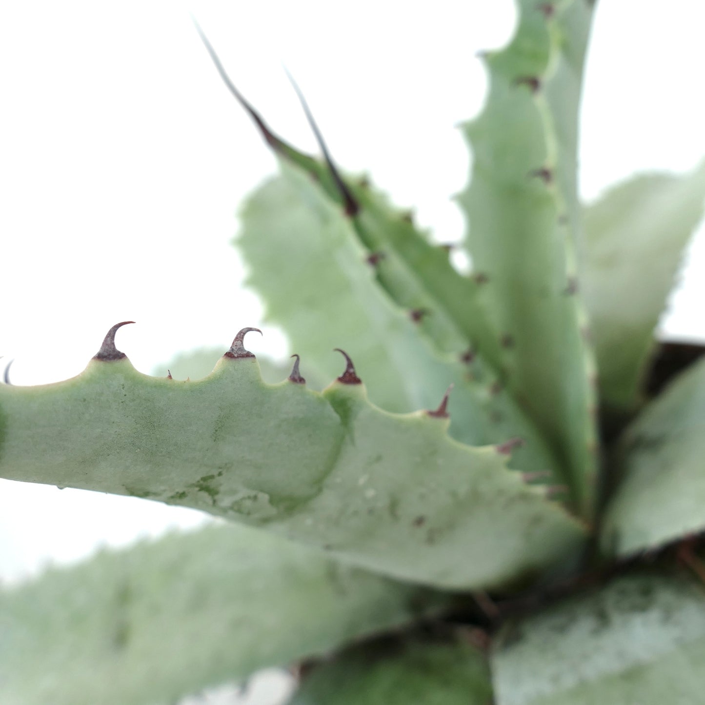 Agave havardiana X Agave eborispina