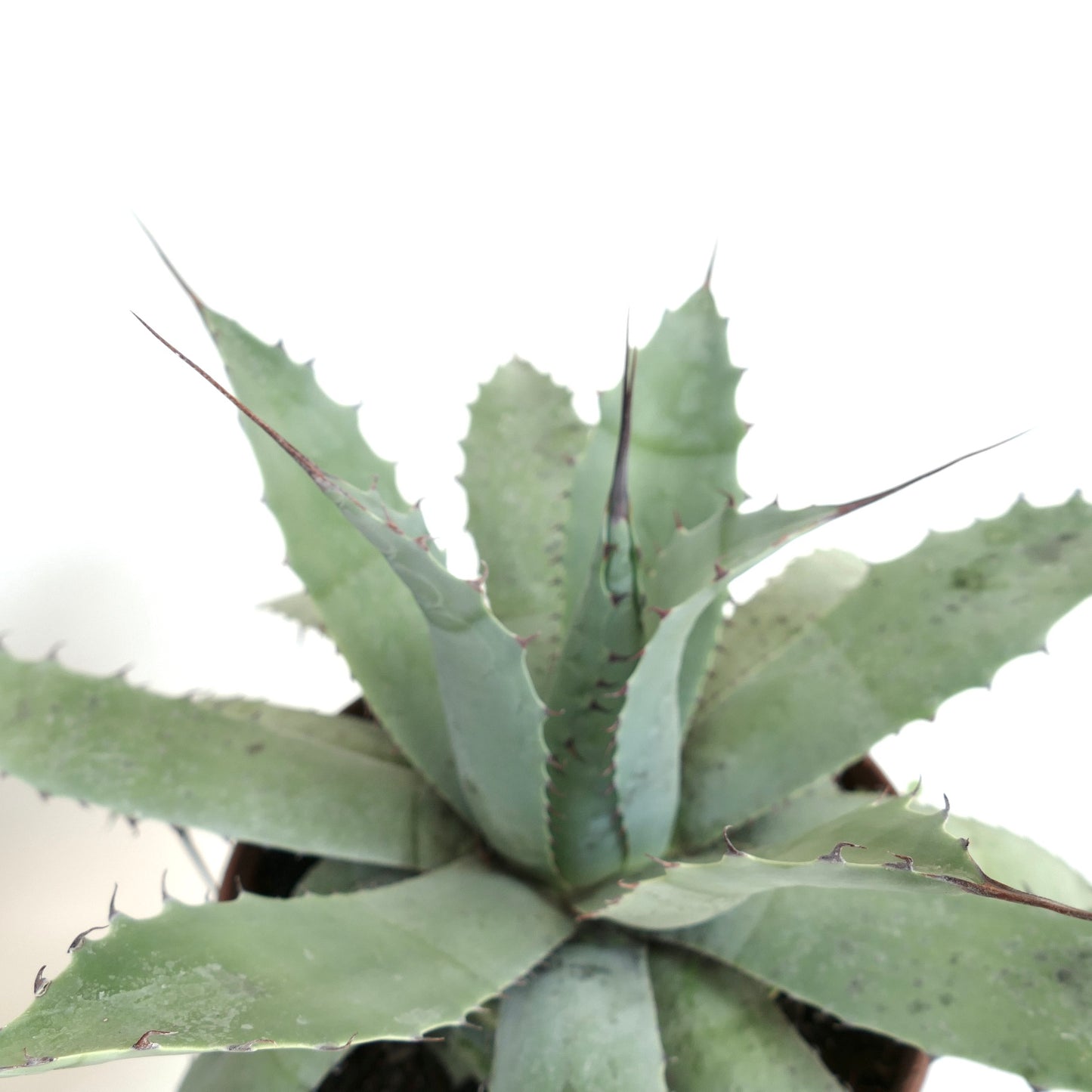 Agave havardiana X Agave eborispina