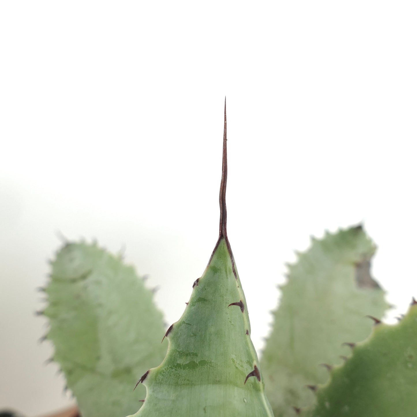 Agave havardiana X Agave eborispina