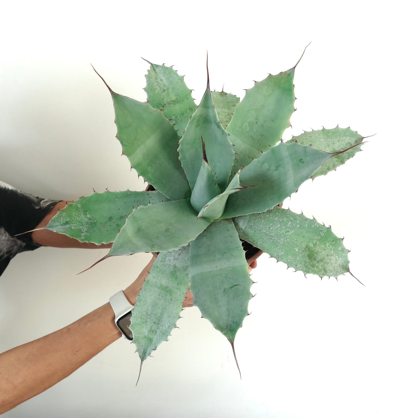 Agave havardiana X Agave eborispina X Agave ovatifolia large succulent with blue-green spiny leaves