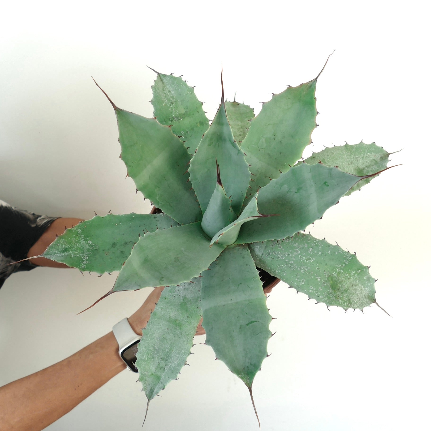 Agave havardiana X Agave eborispina X Agave ovatifolia large succulent with blue-green spiny leaves