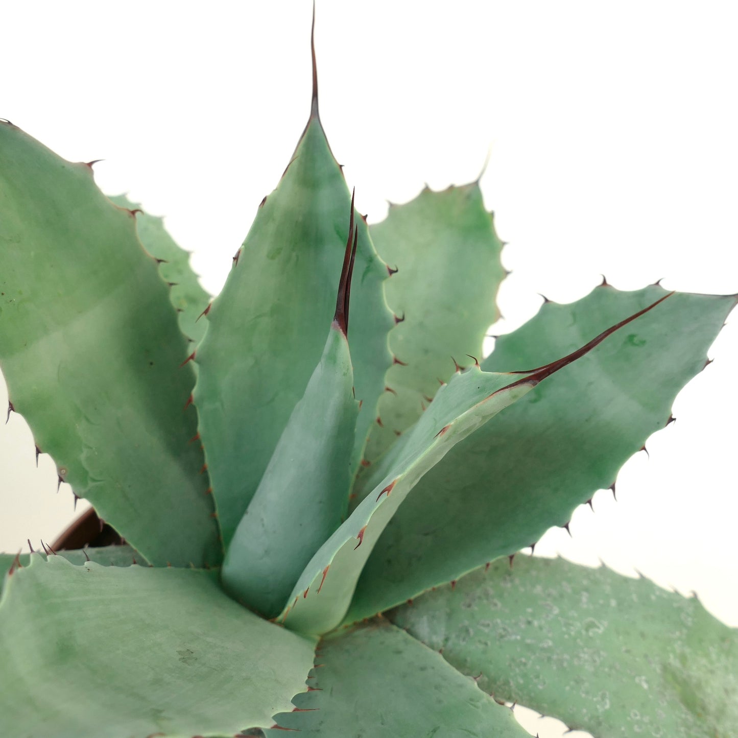 Agave havardiana X Agave eborispina X Agave ovatifolia succulent with thick blue-green leaves and sharp spines