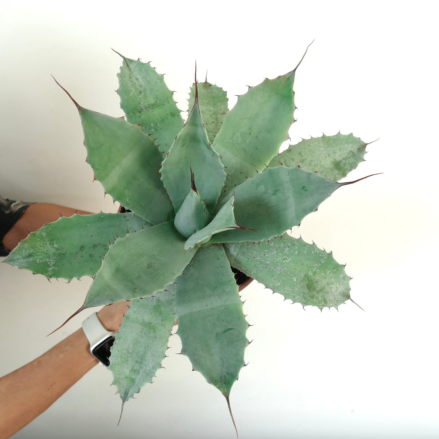 Agave havardiana X Agave eborispina X Agave ovatifolia large succulent with blue-green spiny leaves