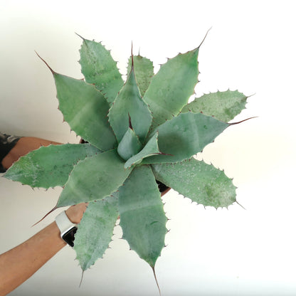 Agave havardiana X Agave eborispina X Agave ovatifolia large succulent with blue-green spiny leaves