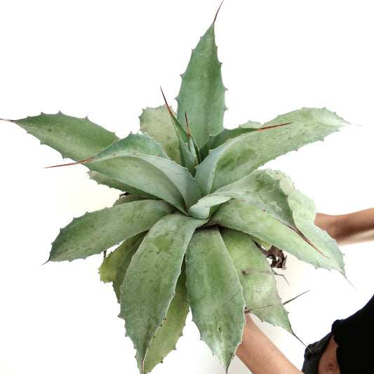 Agave havardiana x cerulata x eborispina grande plante succulente avec de larges feuilles bleu-vert épineuses