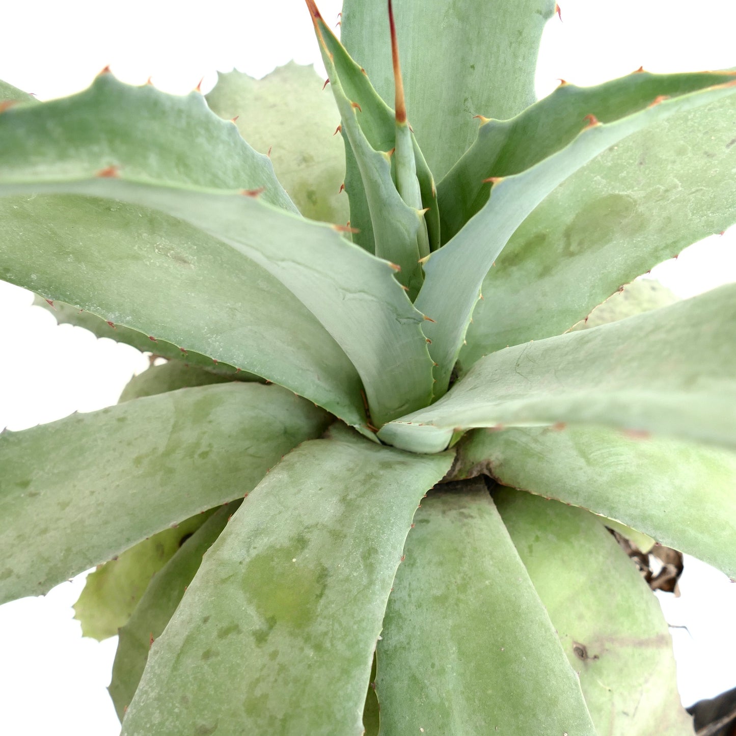 Agave havardiana x cerulata x eborispina succulent with thick blue-green leaves and reddish spines