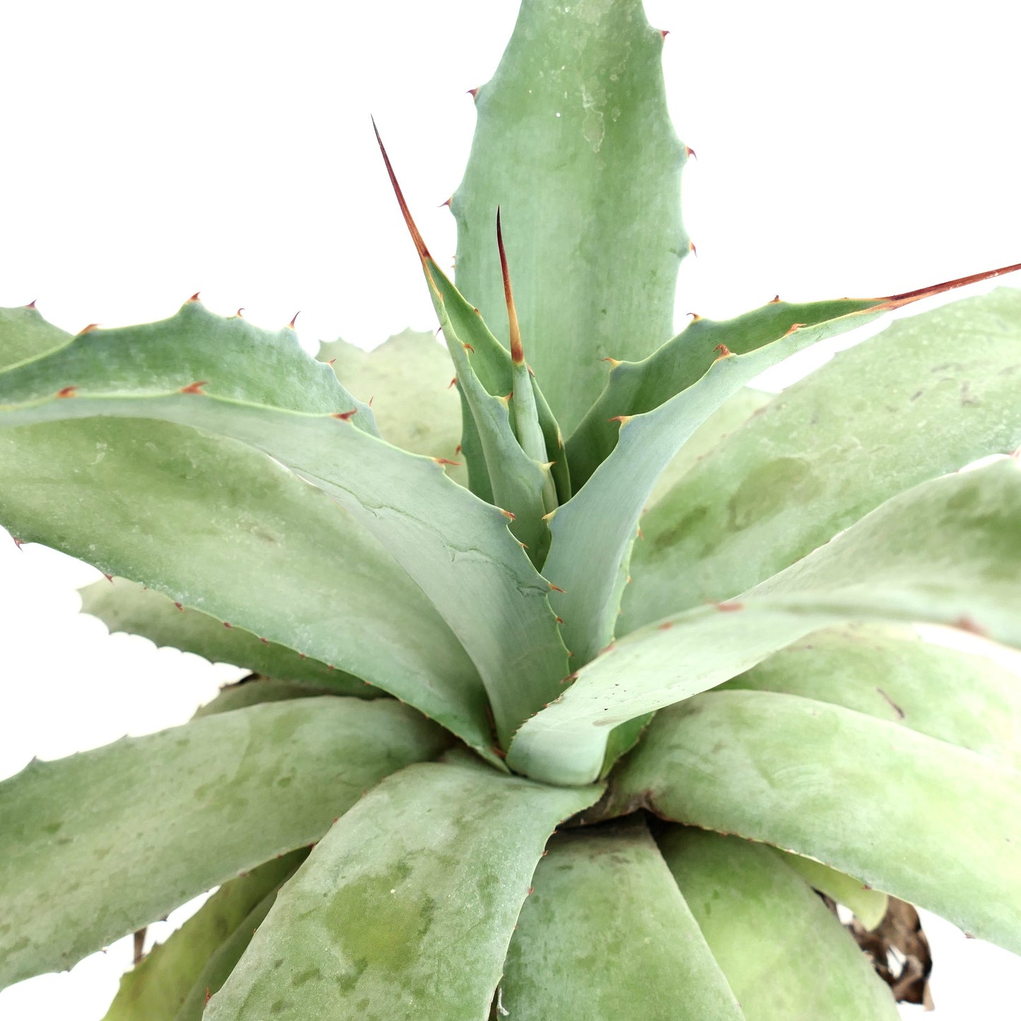 Agave havardiana x cerulata x eborispina succulent with broad blue-green leaves and sharp reddish spines