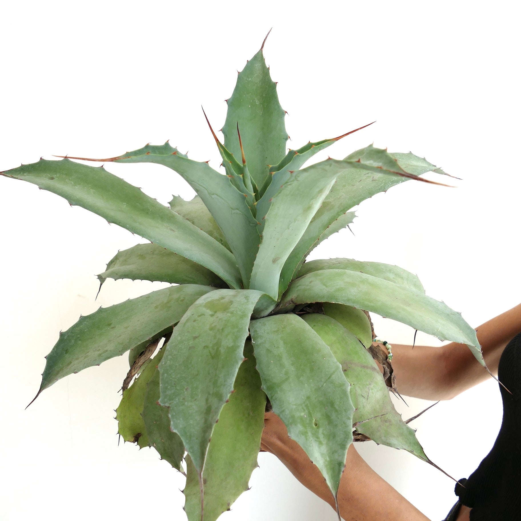 Agave havardiana x cerulata x eborispina large succulent with thick spiny green leaves and pointed tips