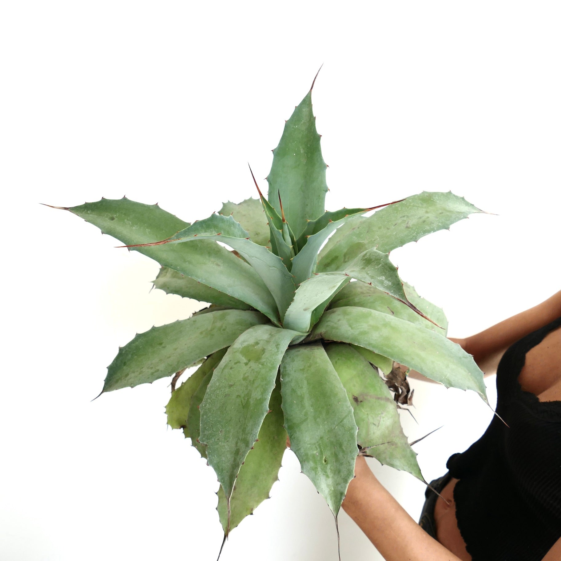 Agave havardiana x cerulata x eborispina large succulent with thick spiny leaves and rosette form