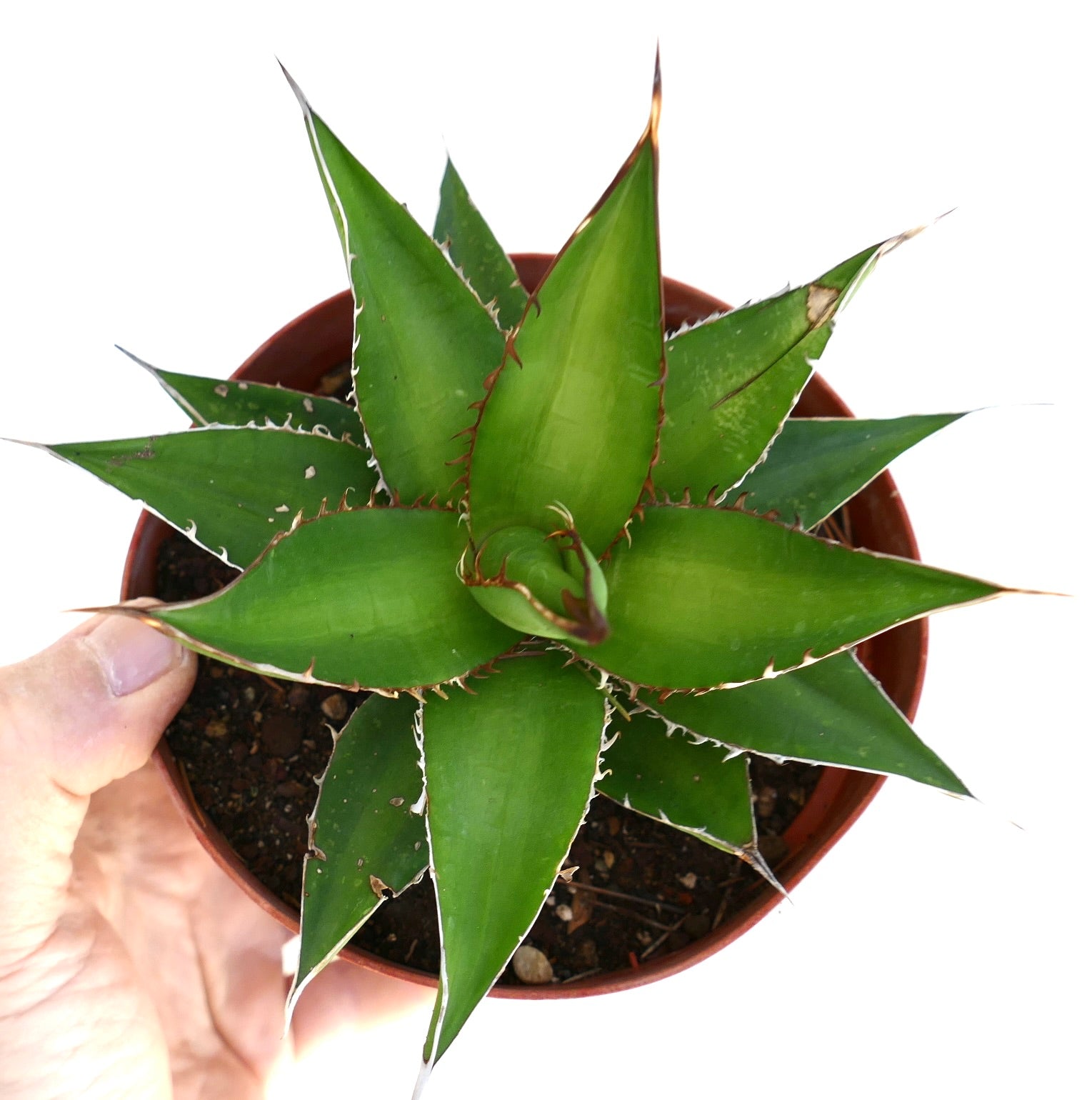 Agave horrida succulent with sharp spines and thick green leaves in a pot